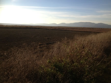 Hamilton Marsh Vegetation Removal image